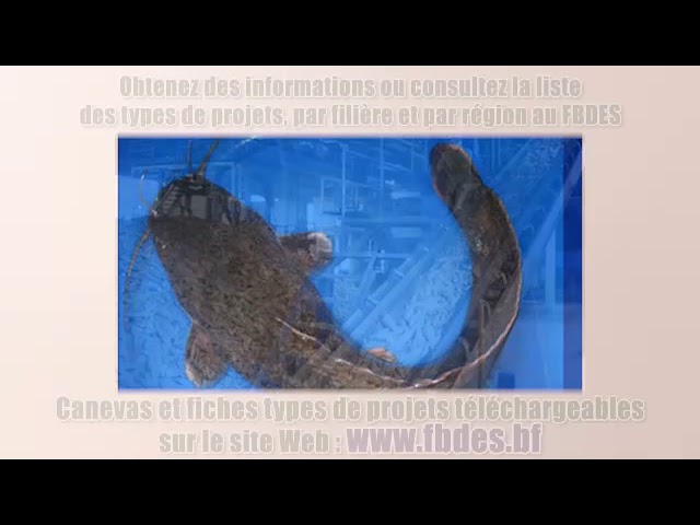 SPOT DE LANCEMENT DU PROGRAMME AGRINOVA COMPOSANTE 2